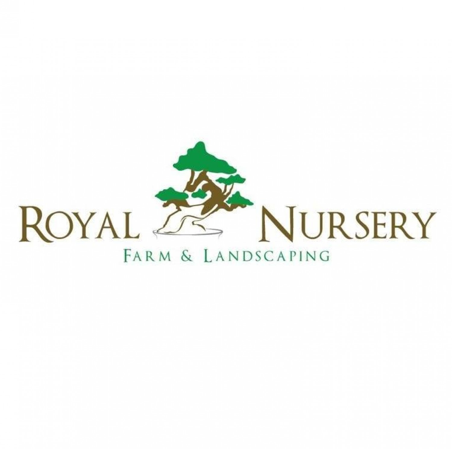 Royal Nursery Farm Pattoki